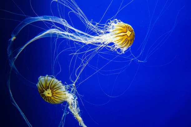 istock Animals,Pets,Wildlife 1218627375