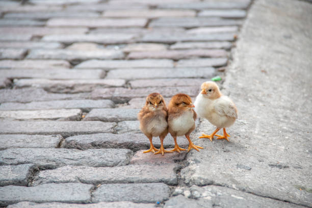 três galinhas paradas perto em uma estrada - chicken baby chicken animal egg animal - fotografias e filmes do acervo