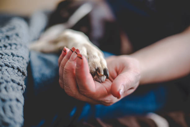 istock Animals,Pets,Wildlife 1218627793