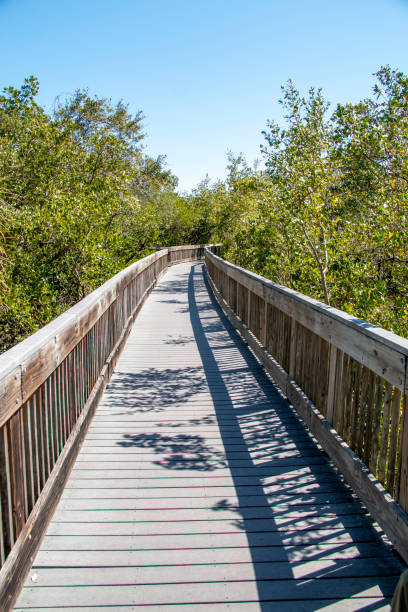 istock Wooden path going through the middle of the forest 1218627824