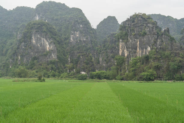 Rice Paddies near Ninh Binh stock photo