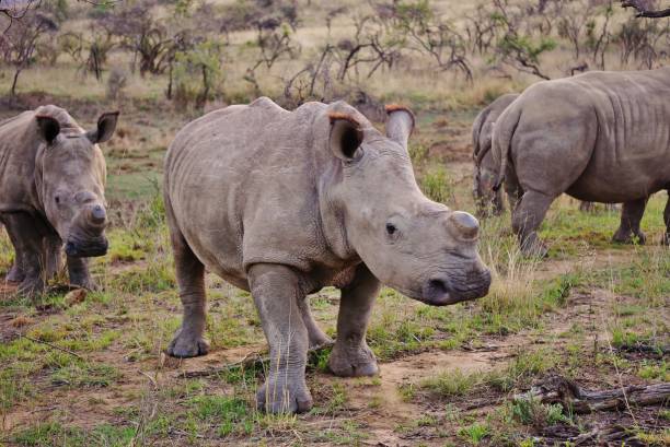 Rhinoceros walking through the savanna