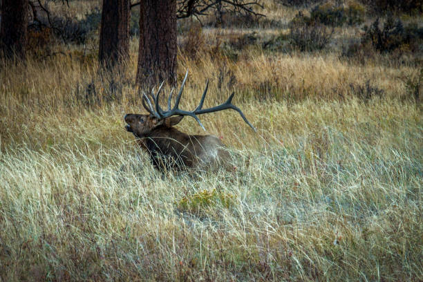 istock Animals,Pets,Wildlife 1218629381