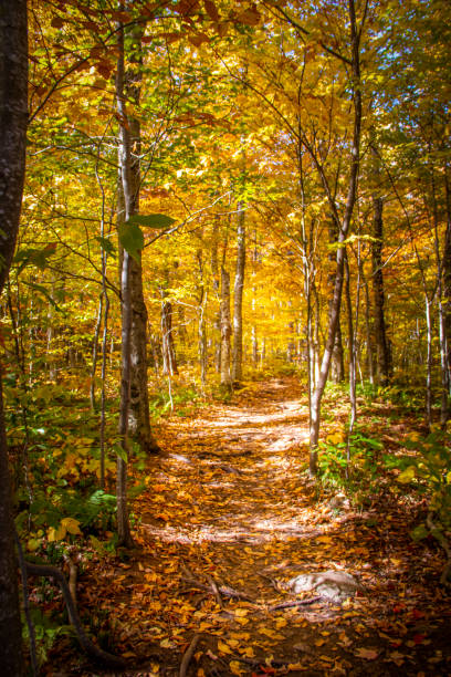 istock Colorful trees changing color in the fall in New England 1218630243