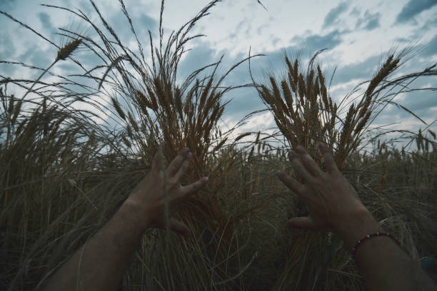 istock Man enjoying in wheat field. Nature concept. 1218630402