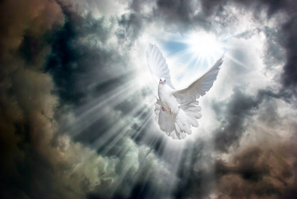 istock Flying white dove in front of stormy sky 1218630716