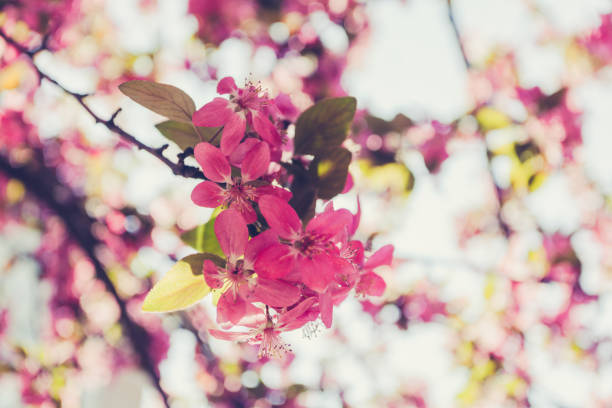 istock Japanese cherry blossom back lit by sunlight 1218631543