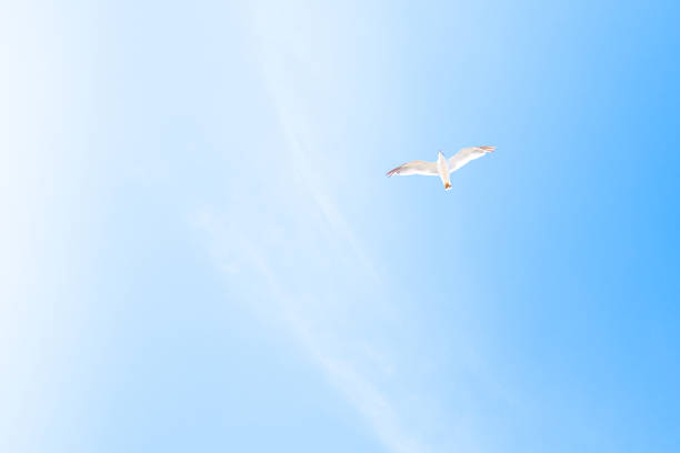 gaviota volando en el cielo azul - sunny day sunlight seagull fotografías e imágenes de stock