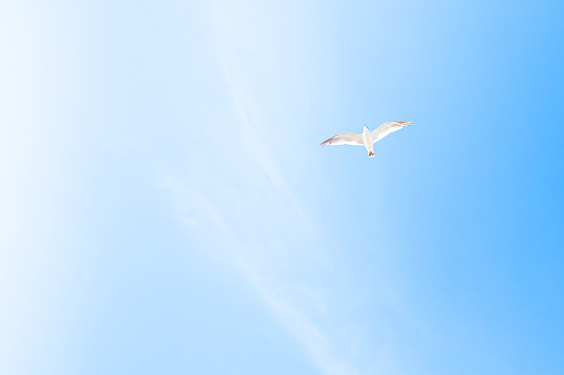 flying seagull over empty sky