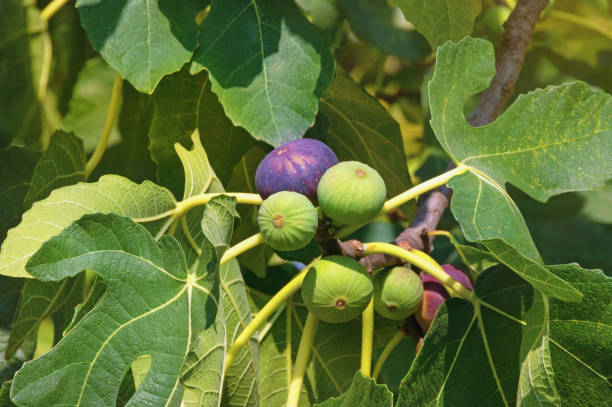 istock Branches of a fig tree ( Ficus carica ) with leaves and fruits 1218632151