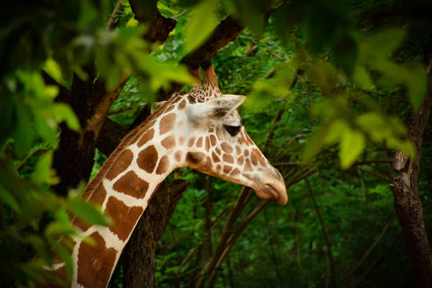 baby giraffe is looking for her mother