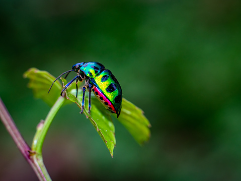 a jewel bug is hooping around a branch of leaves looks beautiful