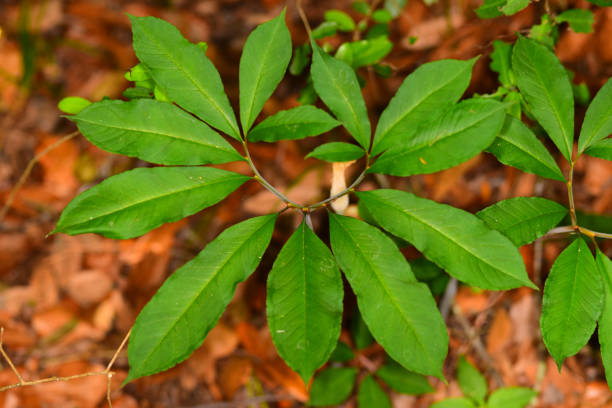 istock Green dragon leaves with characteristic 