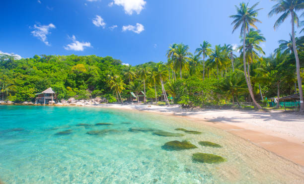 istock beach and coconut palm trees 1218633874
