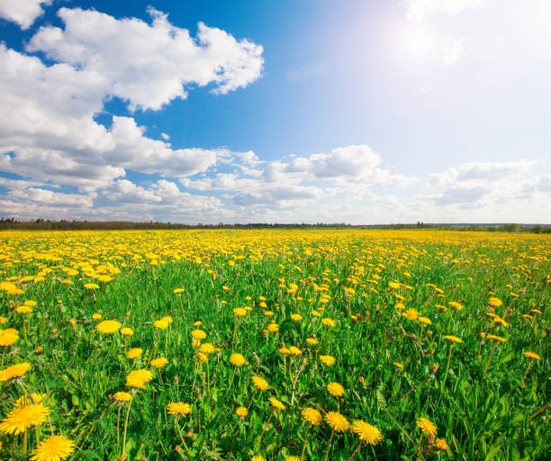 istock Yellow flowers hill under blue cloudy sky 1218634703