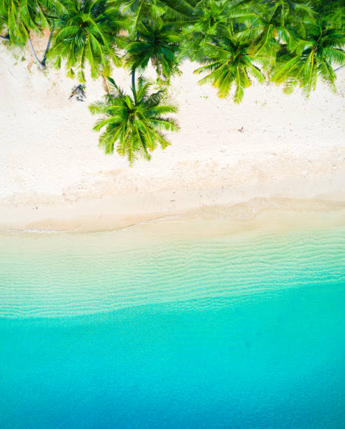 istock tropical sea and beautiful beach with coconut palm trees 1218634717