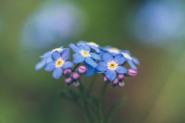 istock Wildflower Alpine Forget-me-not flower 1218634870