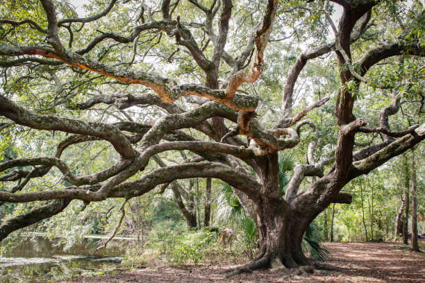 Oak tree in New Orleans City Park Ancient Live Oak tree in New Orleans City Park live oak tree stock pictures, royalty-free photos & images