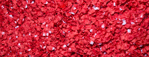 istock Background of beautiful red rose petals 1218635321