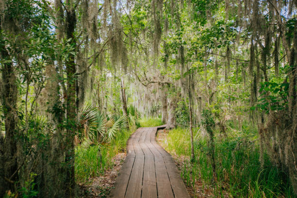 Jean Lafitte National Historical Park and Preserve A swamp scene during a hike at the Jean Lafitte National Historical Park and Preserve near New Orleans, Louisiana. air plant photos stock pictures, royalty-free photos & images