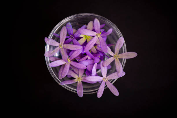 istock Various glass containers with purple flowers 1218636309