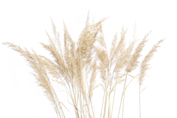 istock Dry reeds isolated on white background. 1218636319