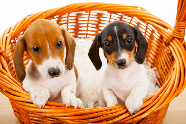 istock image of dog basket background 1218636343