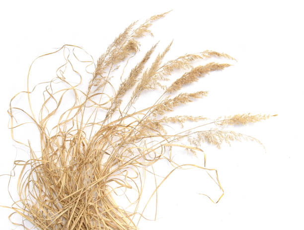 istock Dry reeds and grass isolated on white background. 1218636390