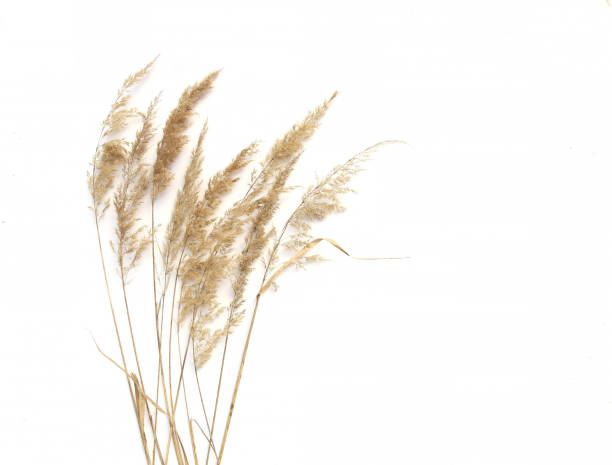istock Dry reeds isolated on white background. 1218636397
