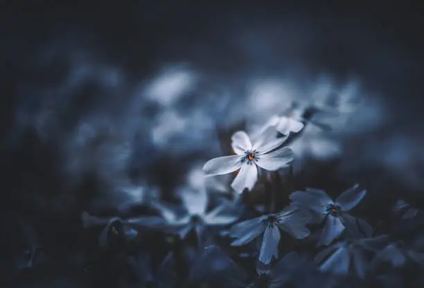 white flowers on a dark background soft focus
