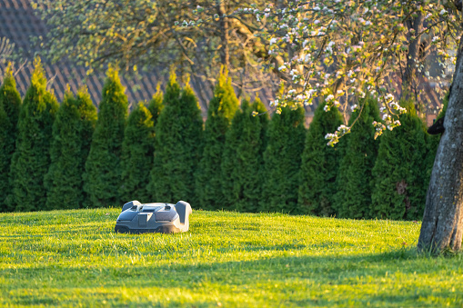 Reutlingen, Germany - April 11th, 2020: Robot Mower - Automatic Lawn Mower mowing grass in green garden between apple trees and american thuja hedges. Late afternoon light. close to sunset. Garden Home Automation Series - Robotic Mower