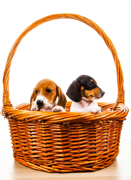 istock image of dog basket white background 1218637571