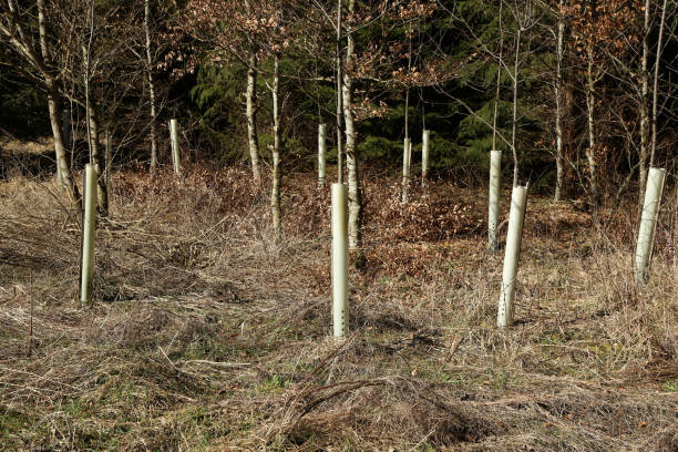 istock Newly planted young trees in the forest. 1218637707