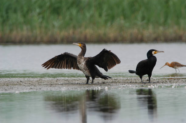 cormorano (phalacrocorax carbo) - great black cormorant foto e immagini stock