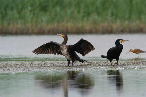 cormorão (phalacrocorax carbo) - great black cormorant - fotografias e filmes do acervo