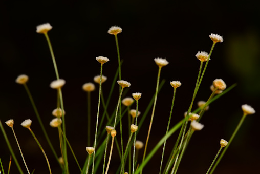 Yellow and white hat pin flowers (Lachnocaulon) with some stems curving under the weight of the blooms. Photo taken at Mill Creek Preserve in Alachua county, Florida. Nikon D750 with Nikon 105mm macro lens