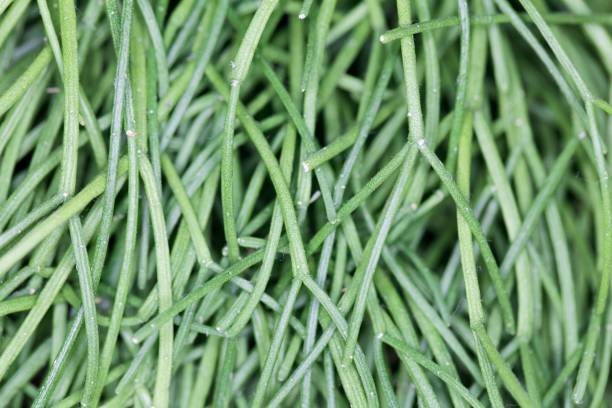 istock Leafes of a mistletoe cactus 1218638423