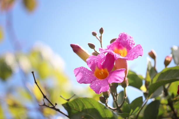 royal trumpet vine flowers (distictis riversii) - condensation vibrant color bright vitality stock-fotos und bilder