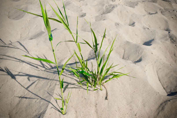 A bunch of grass dunes on the beach, a close-up.
