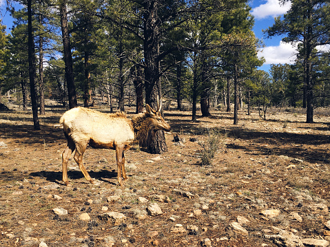 elk standing in wooded area of pine trees