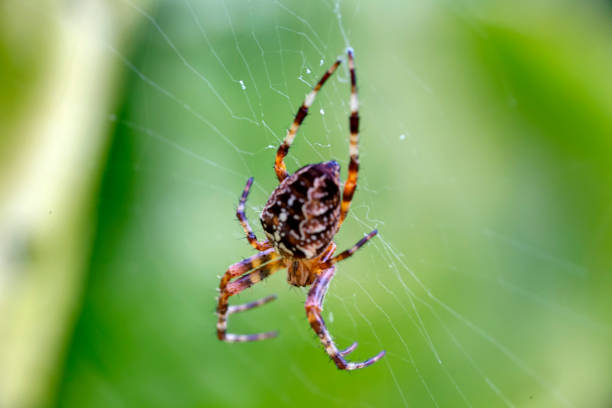 istock Spider on a spider web with a green background and sunlight 1218643936