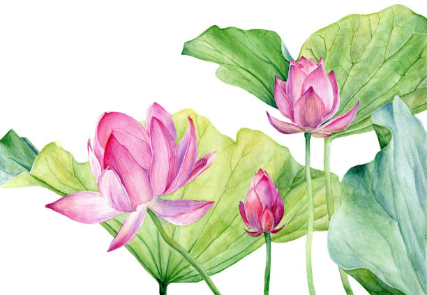 istock Set of Watercolor Illustration two Lotus isolated on white background. 1218647502