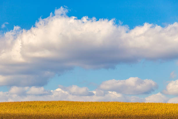 Corn field and blue sky