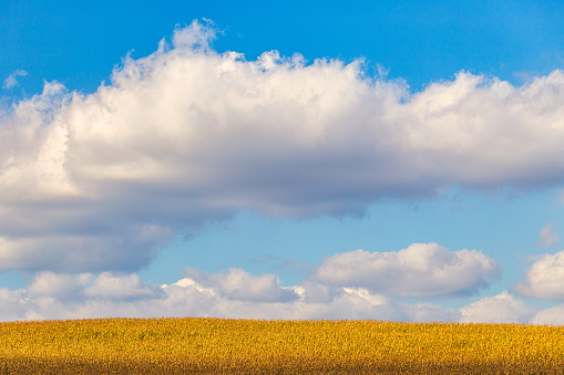 Country landscape, blue sky with a puffs over a field on a sunny day.