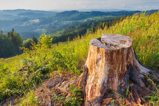 Stump of truncated spruce on a grassy mountain meadow.