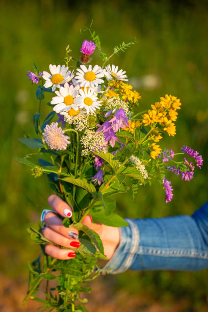 istock Ffresh field flowers in female hand. 1218648388