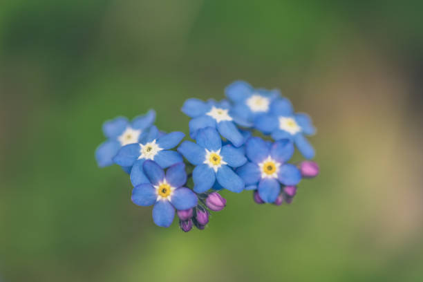 istock Wildflower Alpine Forget-me-not flower 1218648455