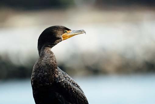 Closeup portrait of a Double-Crested Cormorant on the Puget Sound in Seattle, WA, United States