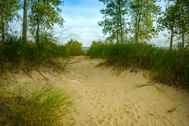istock Path between trees and grass on sand dune leading to water 1218653838