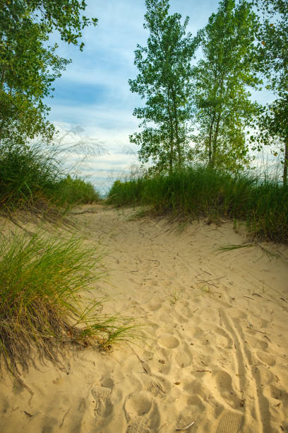 istock Walking path on sand dune, between trees and beach grass, leading to water 1218653866